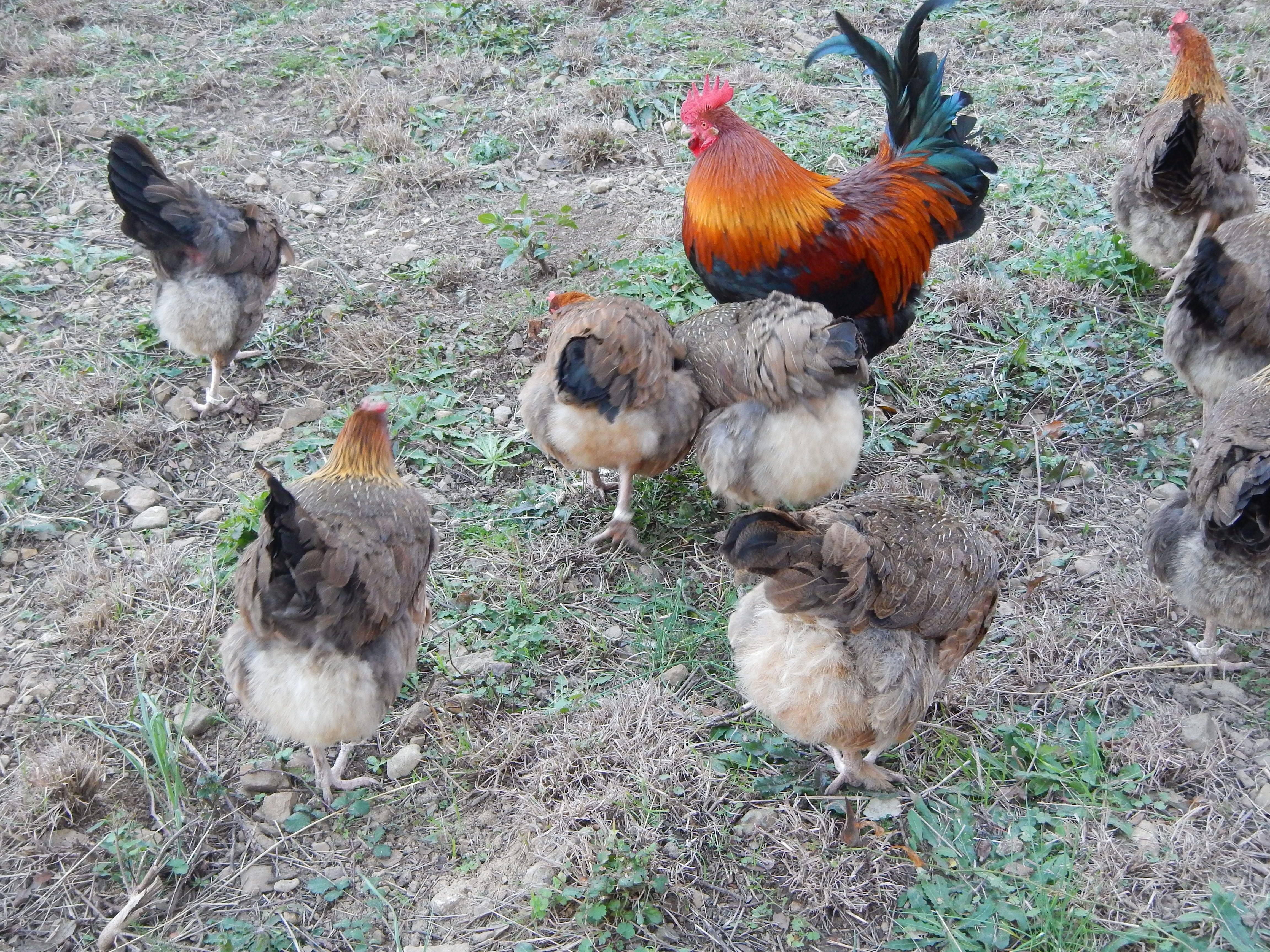 Цыплята мараны фото и описание