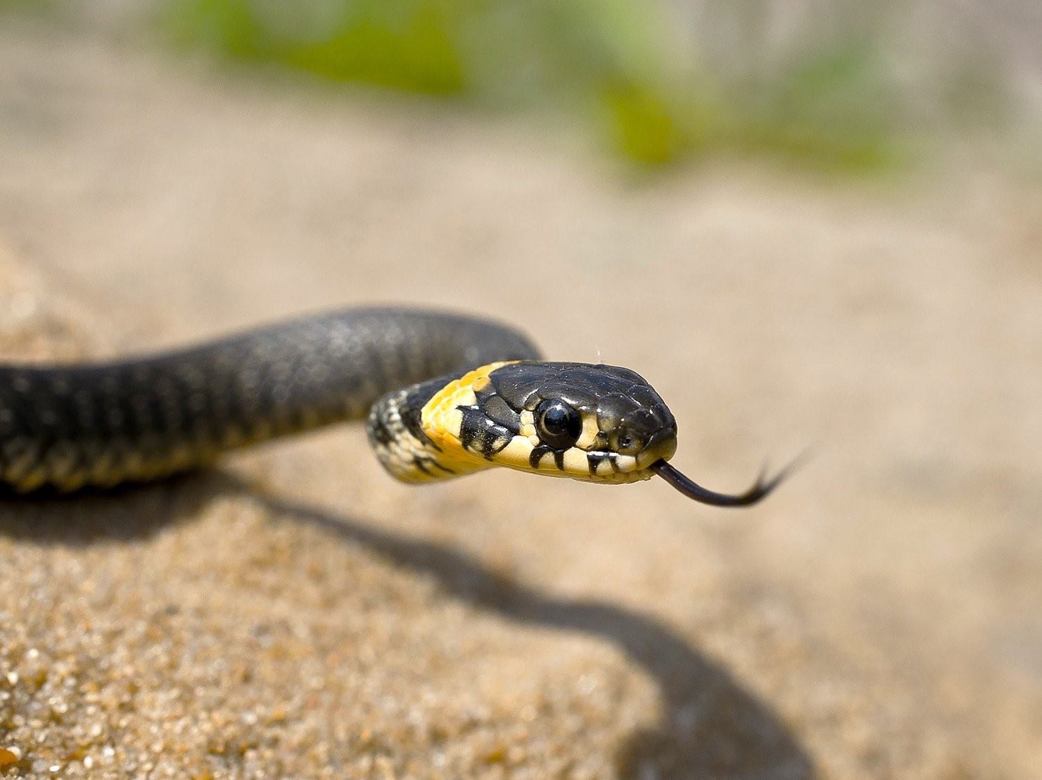 Черная с желтыми пятнами на голове. Змея ушик. Маленький ужик змея. Змея ужик обыкновенный. Полоз Сибирский змея.