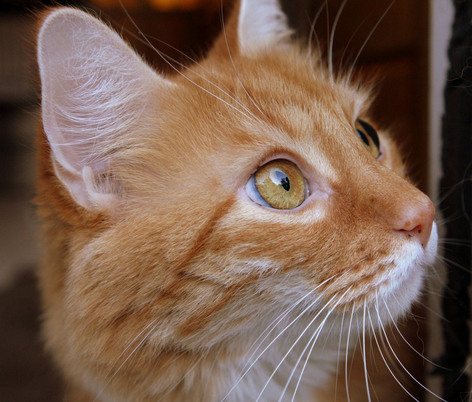Породы кошек с рыжими глазами. Охос азулес кошка рыжий. Европейский короткошерстный кот рыжий. Европейская короткошерстная табби рыжий. Европейская короткошерстная кошка рыжая.