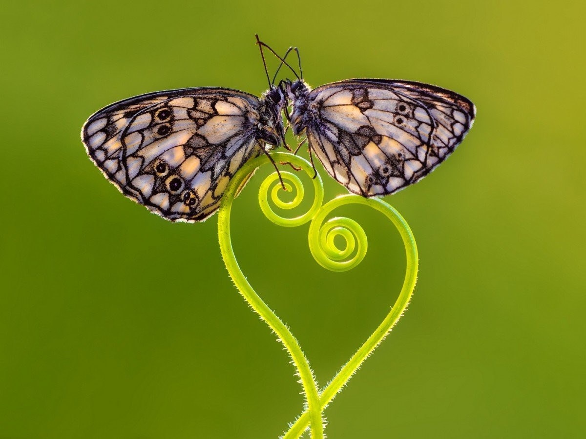 Бабочки любовь