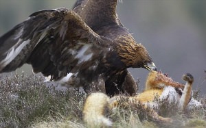 Беркут птица на охоте