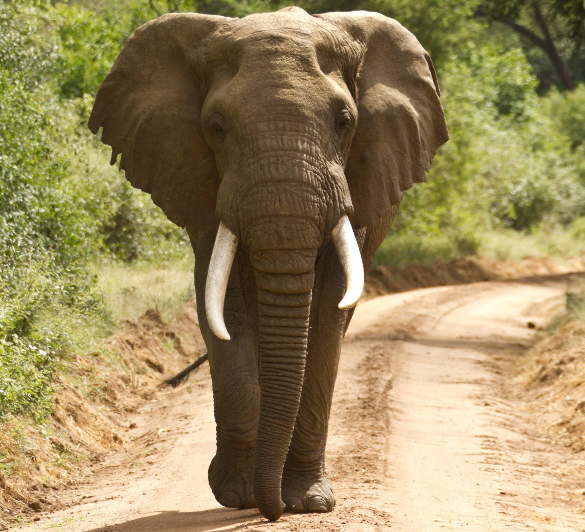 Elephant present. Саванный слон. Африканский слон слон. Африканский Элефант слон. Африканский саванский слон.