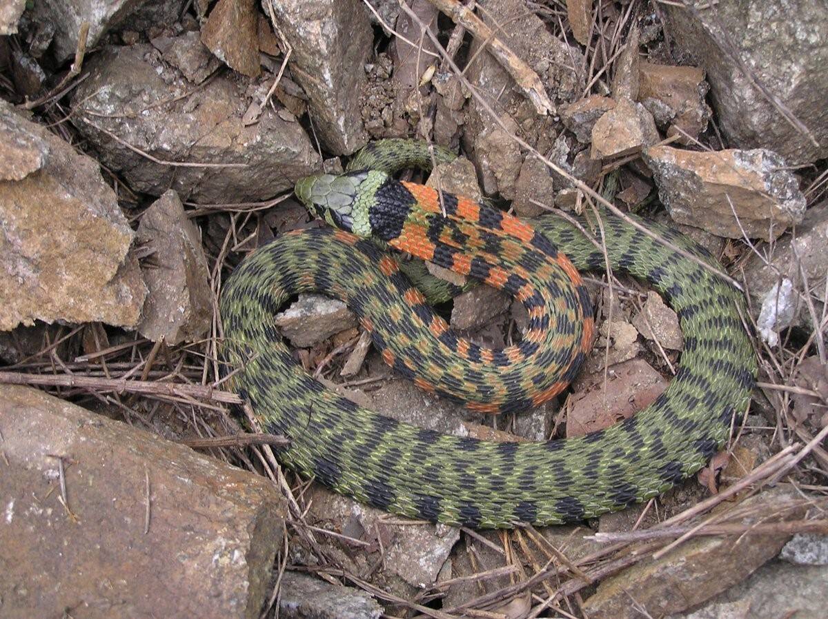 Зеленые змеи в россии фото и названия
