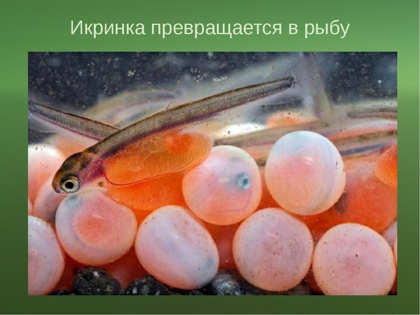 Рыба откладывающая икру в моллюске. Икринка малек рыба. Икринка – личинка – малек…. Икринка малек взрослая рыба. Малек горбуши.
