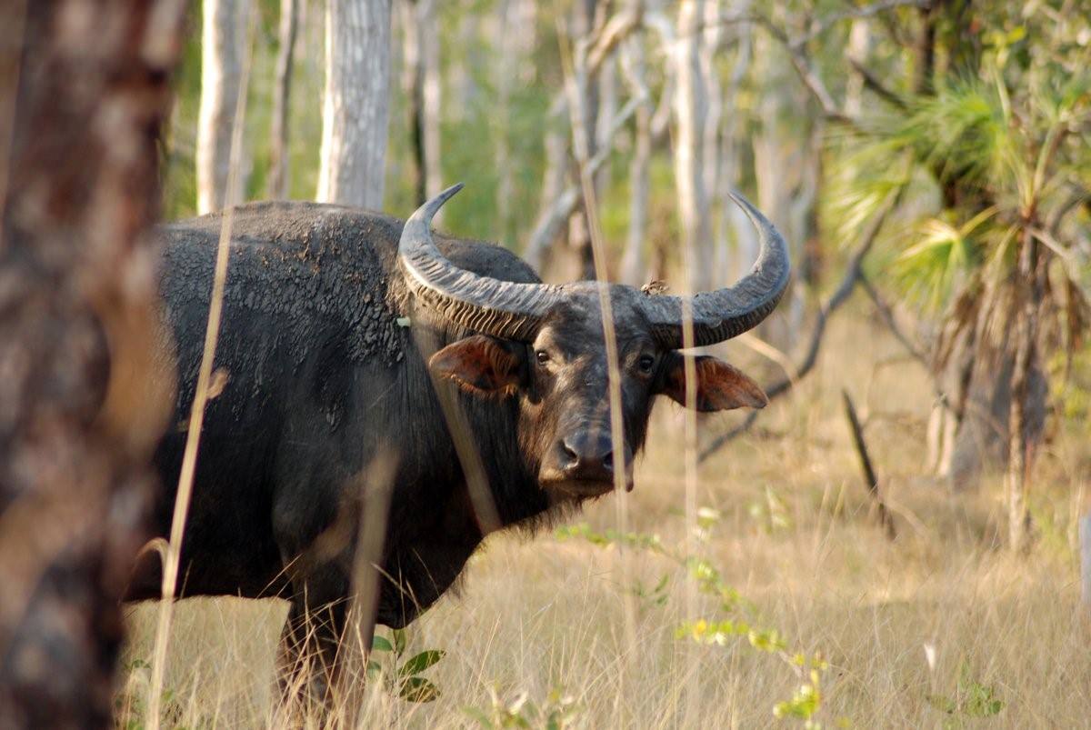 Дикий бык индии 4. Буйвол в Индии. Азиатский буйвол Рогач. Буйвол ареал. Азиатский буйвол в Австралии.