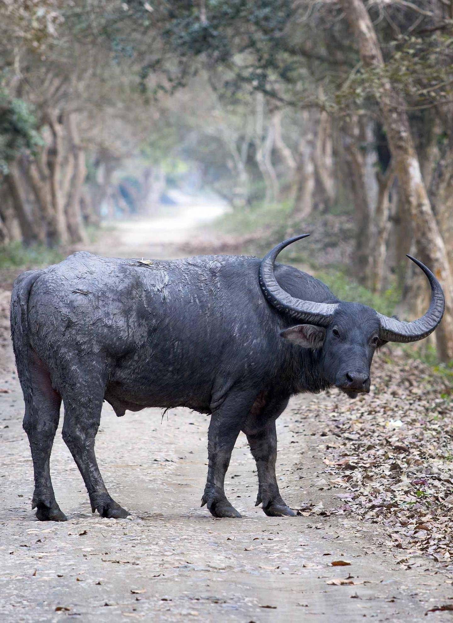 Кафрский буйвол. Bubalus Arnee. Африканский бык Буффало. Капский буйвол. Дикий бык индии 4