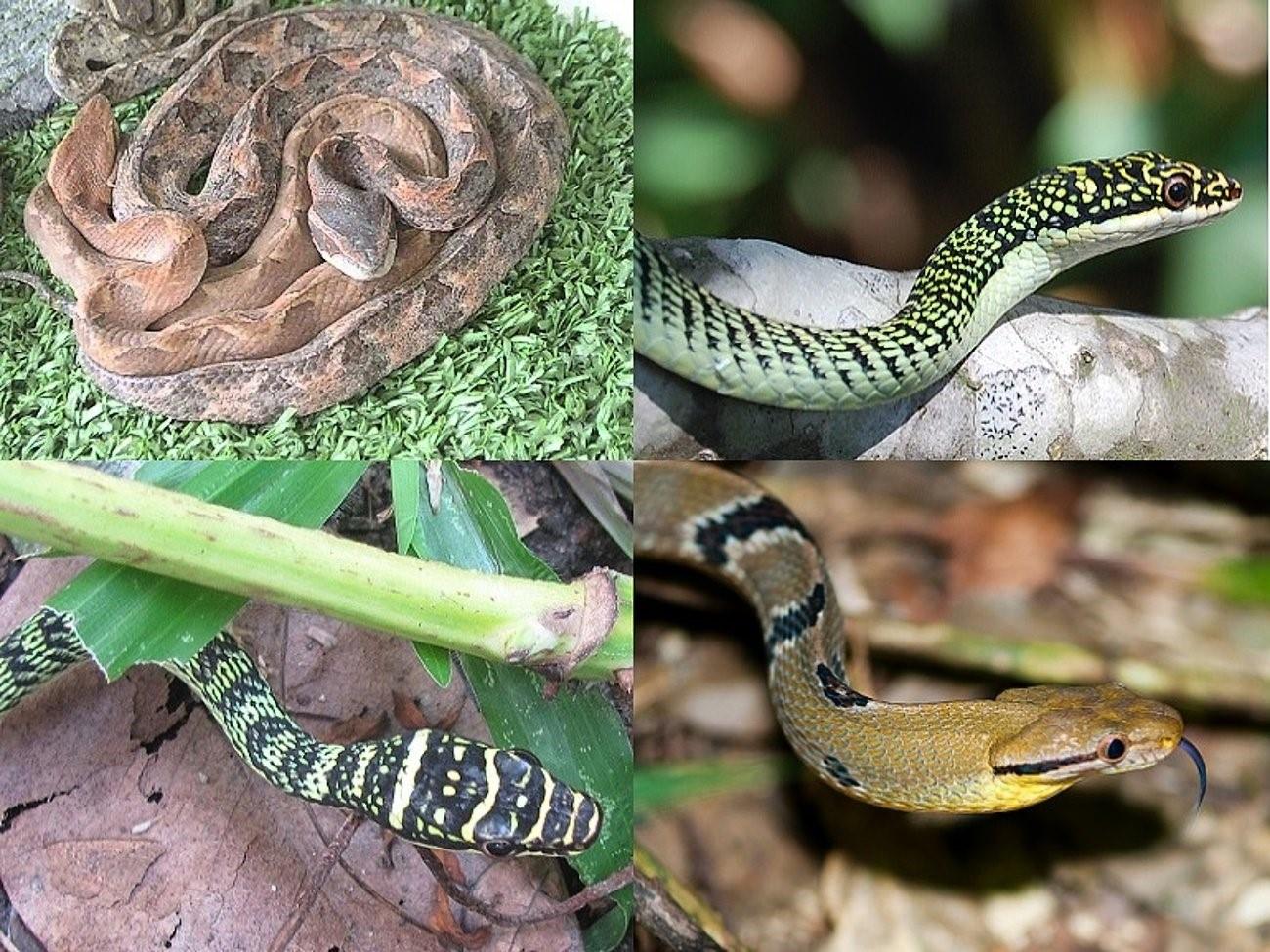 ядовитые змеи в тайланде