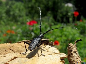 Коричневый Жук с длинными усами