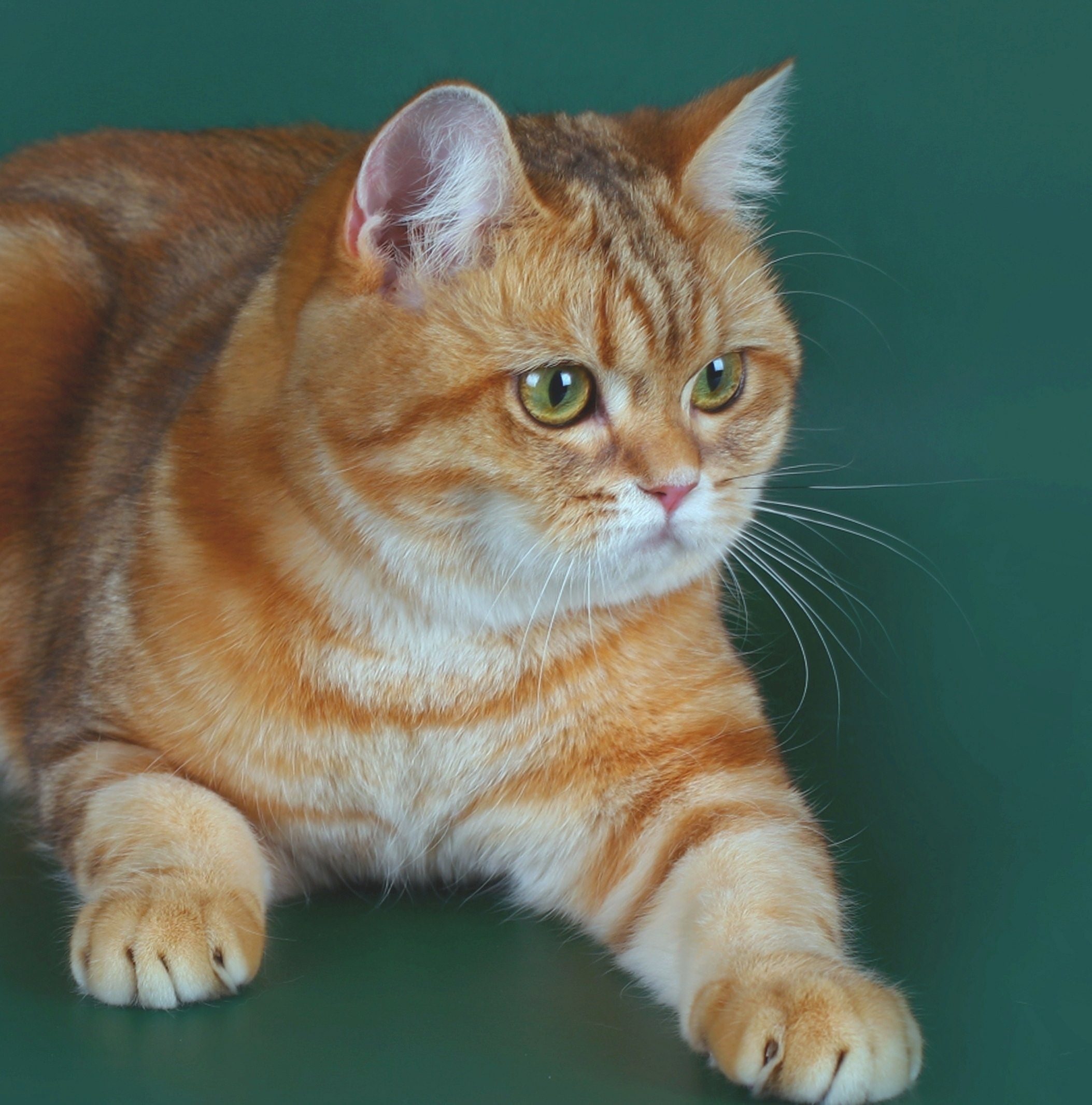 Рыжий британский кот с зелеными глазами фото