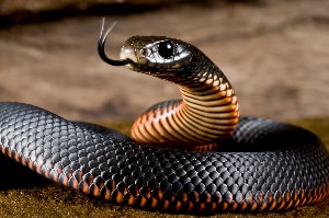 Змея опасная