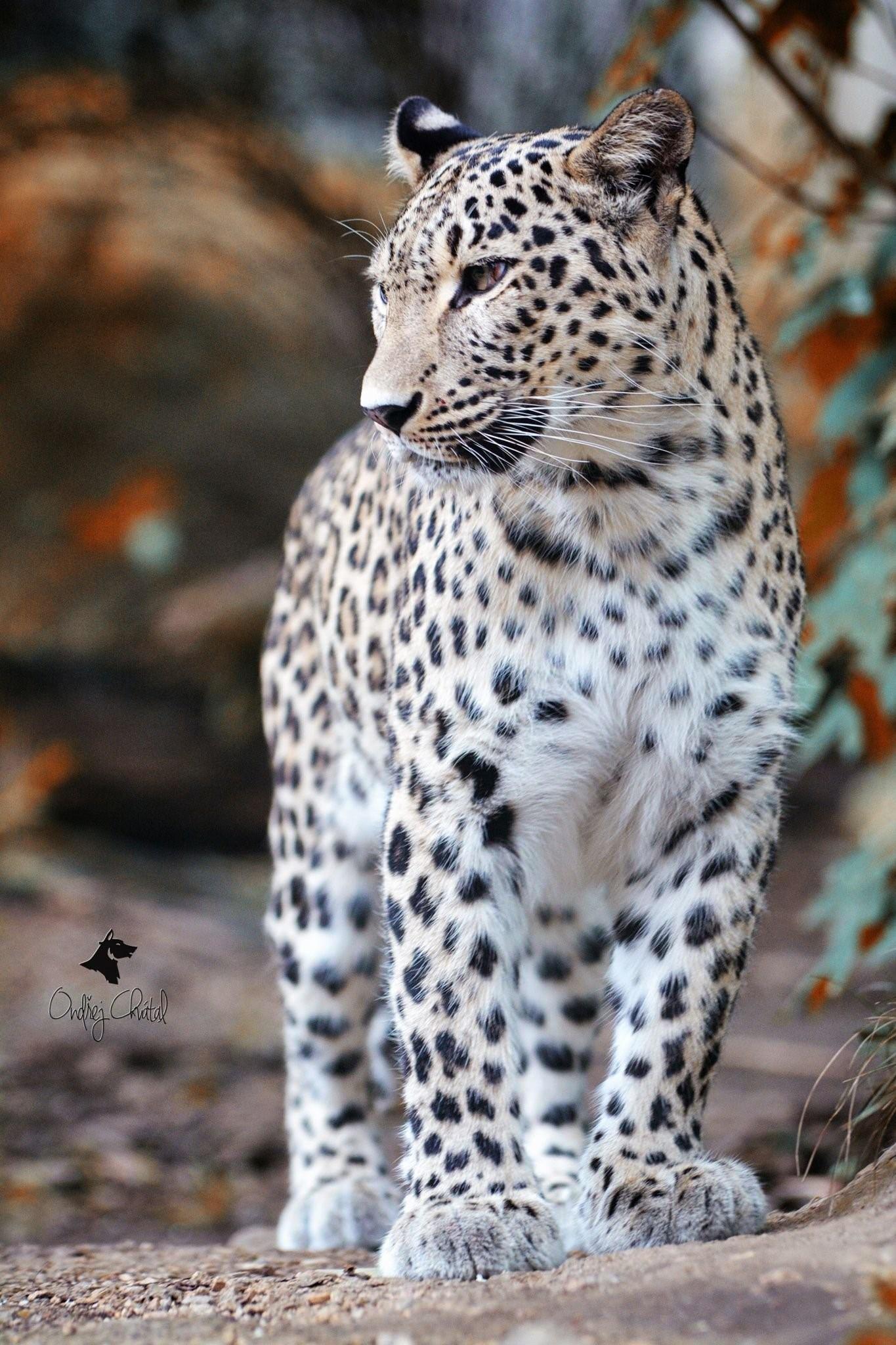 Пестрый леопард. Пердне азиатский леопард. Переднеазиатский леоп. Переднеазиатский леопард (кавказский Барс). Пятнистый леопард.
