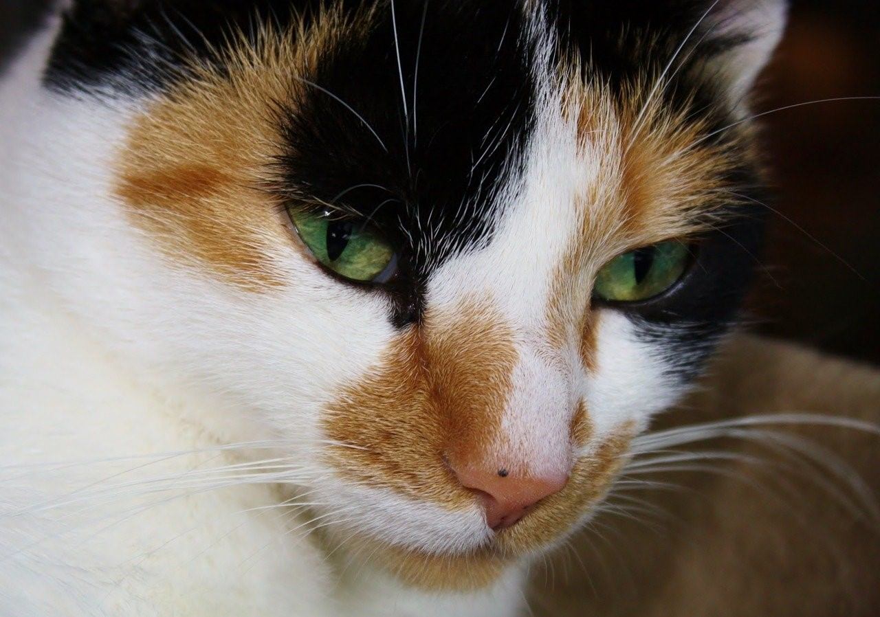 Фото котика лицо