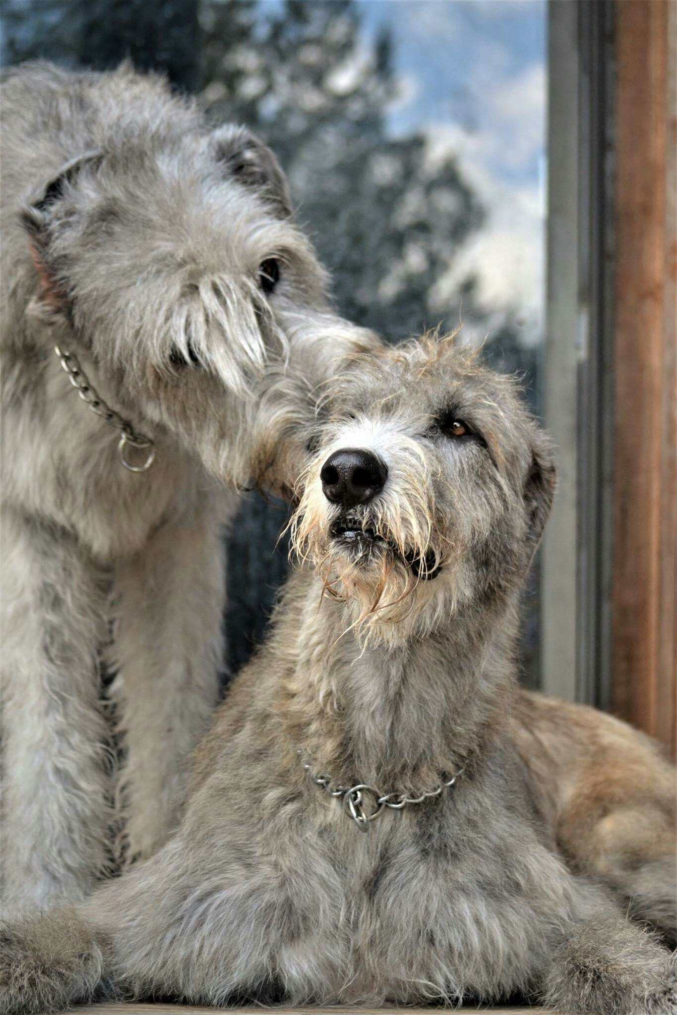 Шотландский волкодав собака фото с человеком