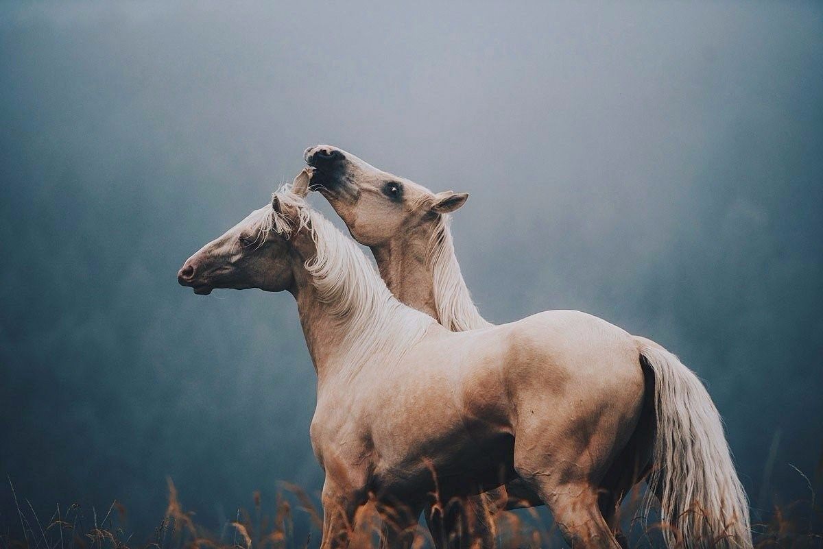 Фото лошадей эстетика