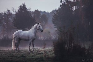 Лошади Эстетика