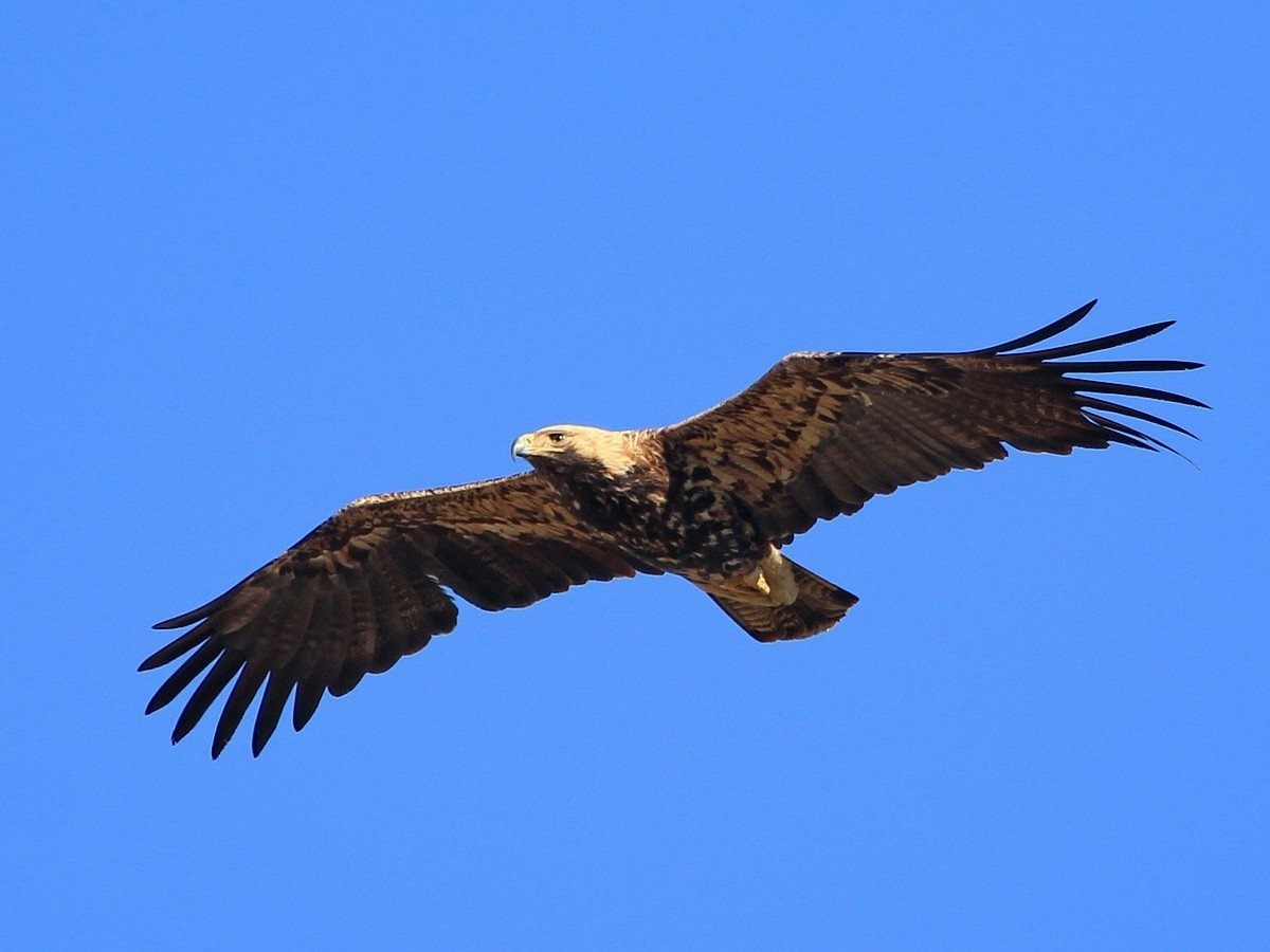 Описание могильника. Орел-могильник (Aquila heliaca. Императорский Орел могильник. Орел могильник и Беркут. Могильник - Aquila heliaca Savigny, 1809.