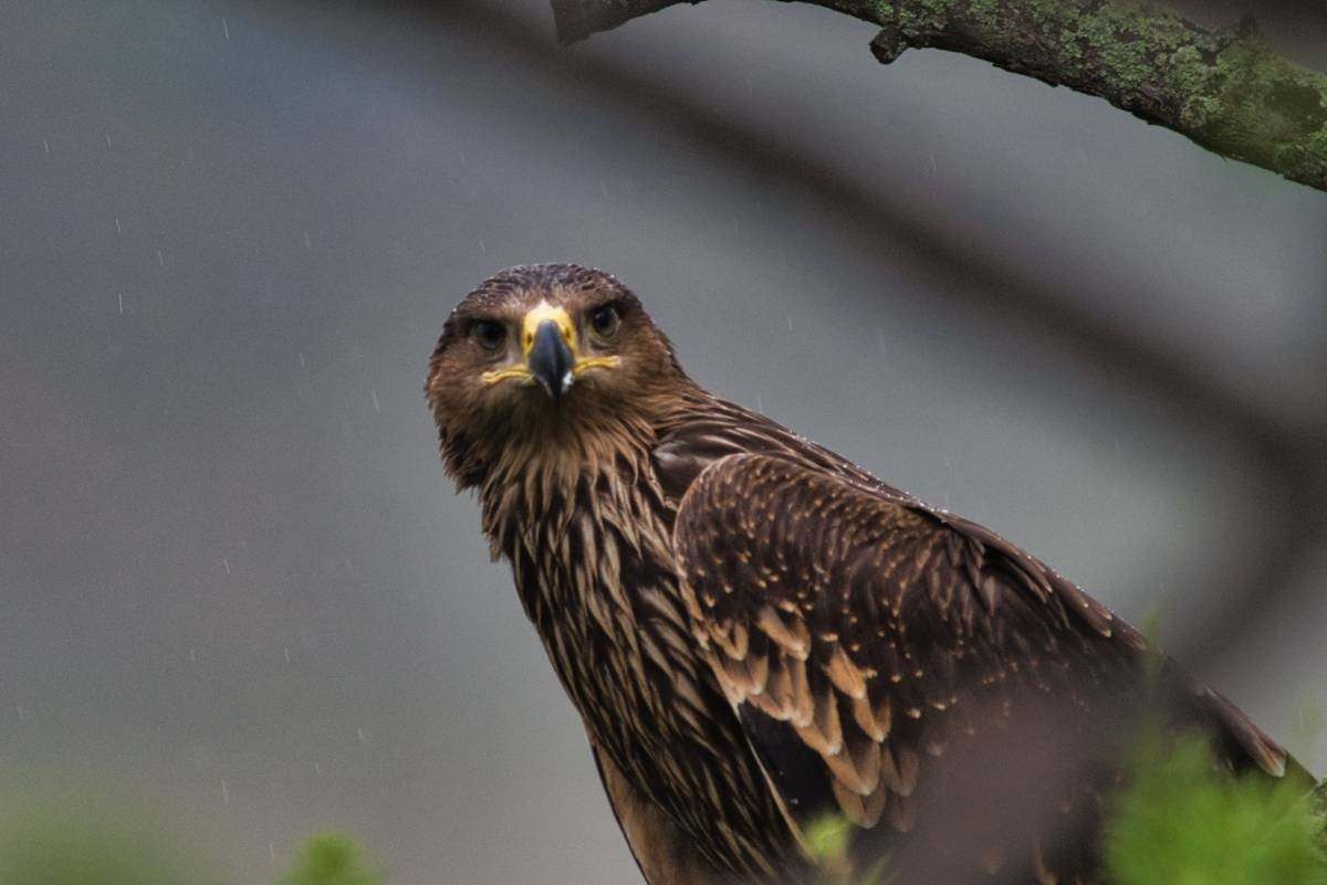 Животное могильник. Орел-могильник (Aquila heliaca. Могильник - Aquila heliaca Savigny, 1809. Aquila heliaca птица. Могильник птица Орлы.