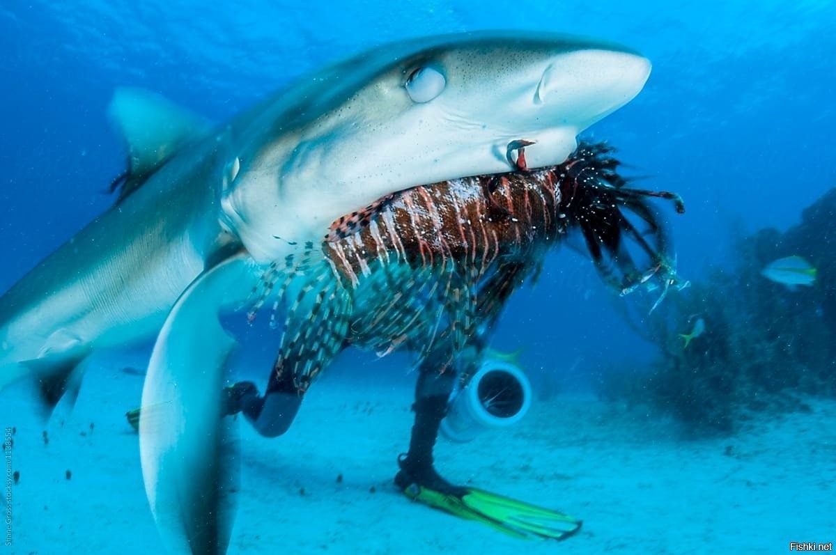 Опасные рыбы океанов. Карибское море акулы. Акула мурена. Подводные хищники. Морские обитатели акулы.