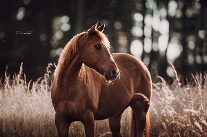 Лошадь Хюррем Султан