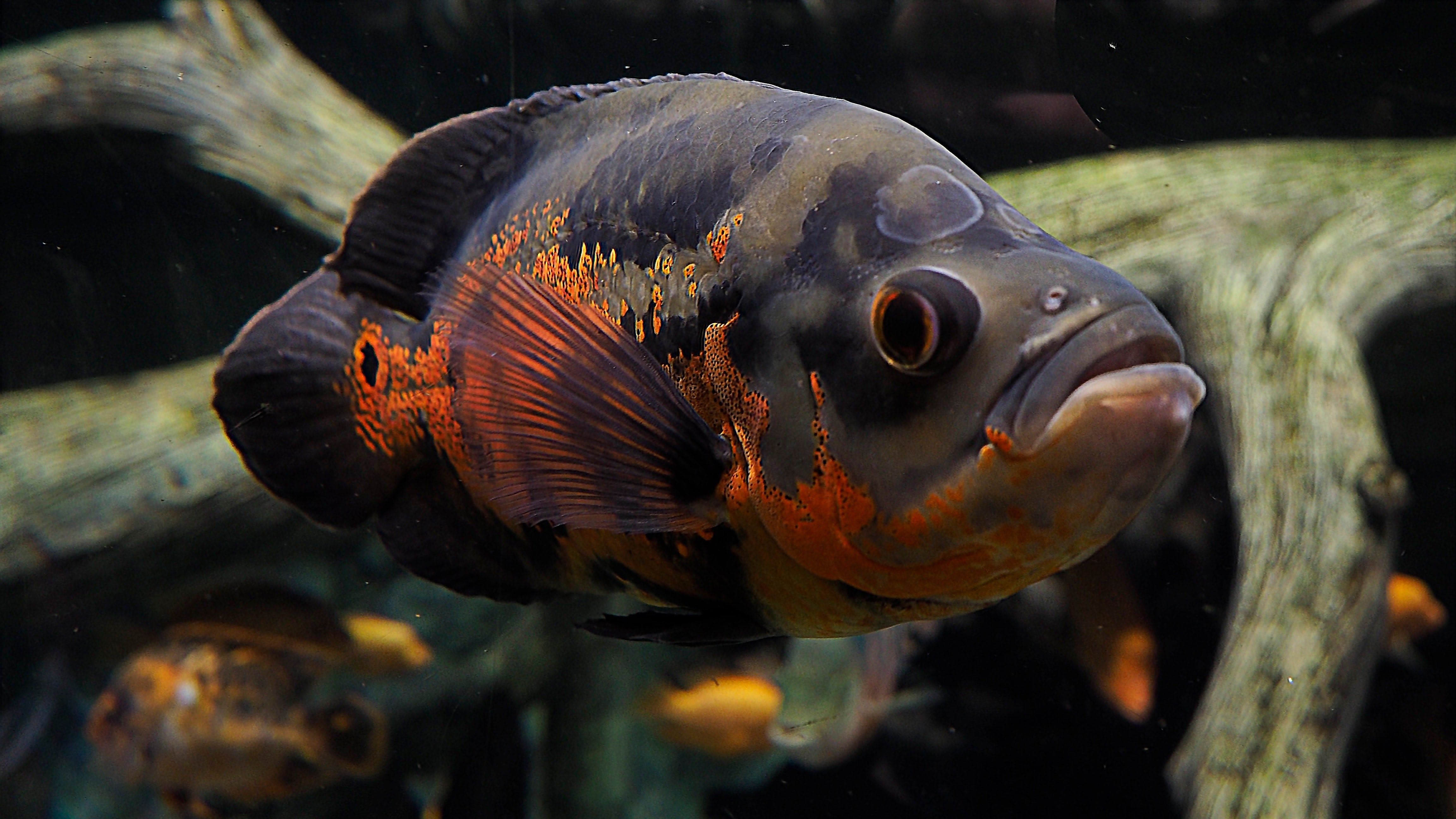 Рыбы хищники аквариумные фото и названия