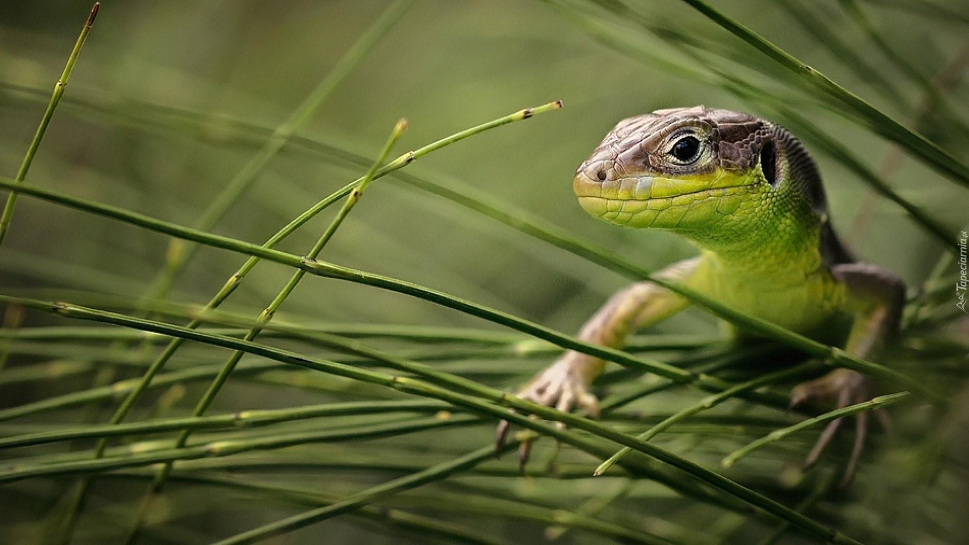 Лягушка травяная ящерица живородящая