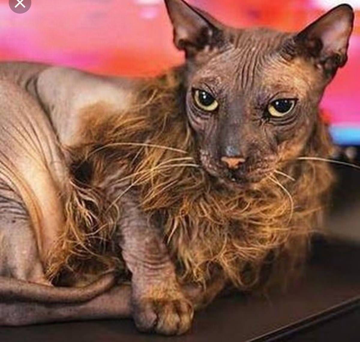 самый страшный кот в мире фото