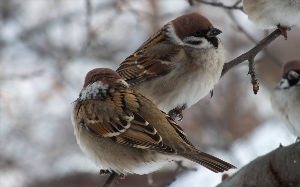 Полевой Воробей самка и самец