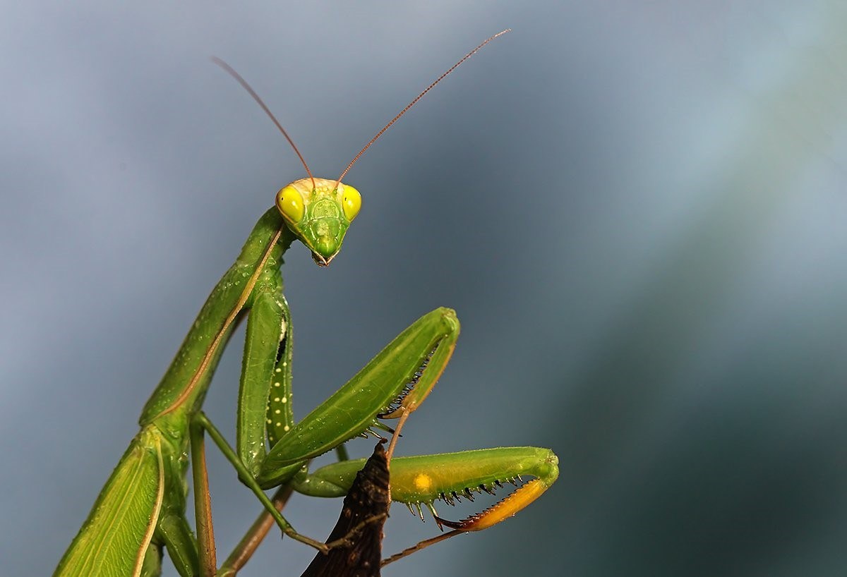 Как называется богомол. Mantis religiosa богомол. Богомол Mantis religiosa самка. Жук-богомол насекомое. Богомол обыкновенный самка.