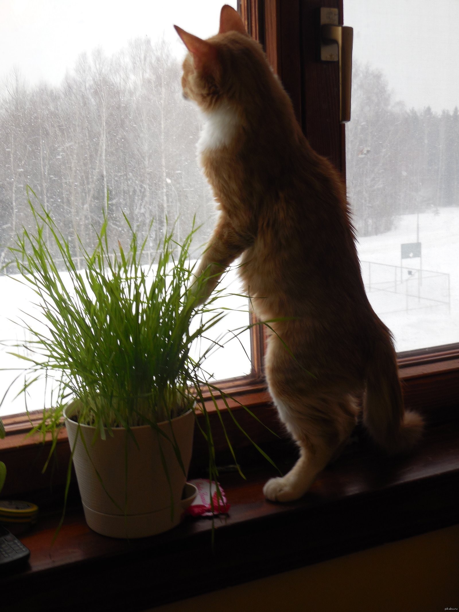 Кот ждет весну. Кот ждет ве. Кот в ожидании весны. Рыжий кот на подоконнике.