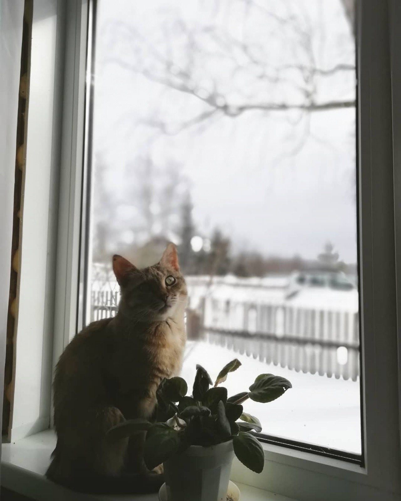 Кот ждет весну. Кот ждет у окна. Кот на окне.