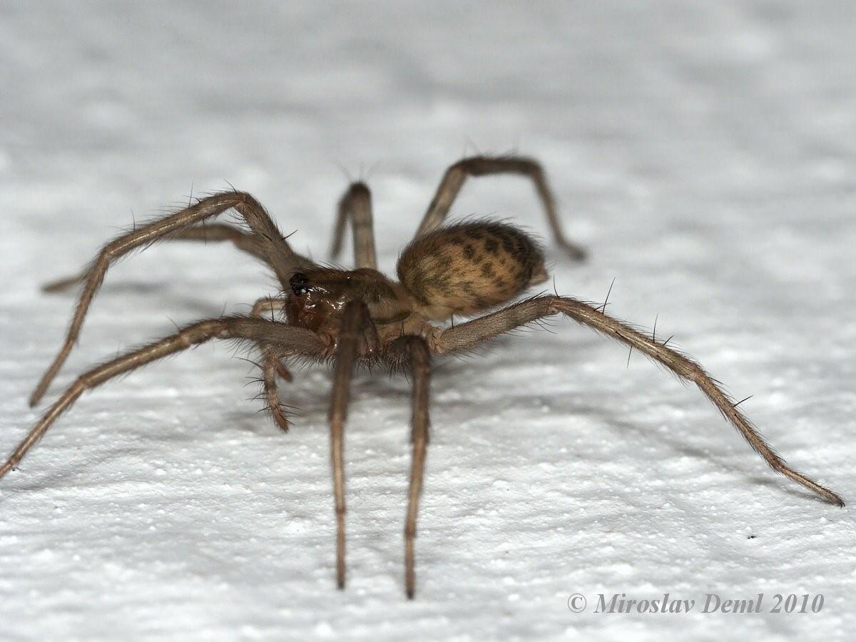 Чердачный паук (Tegenaria atrica)