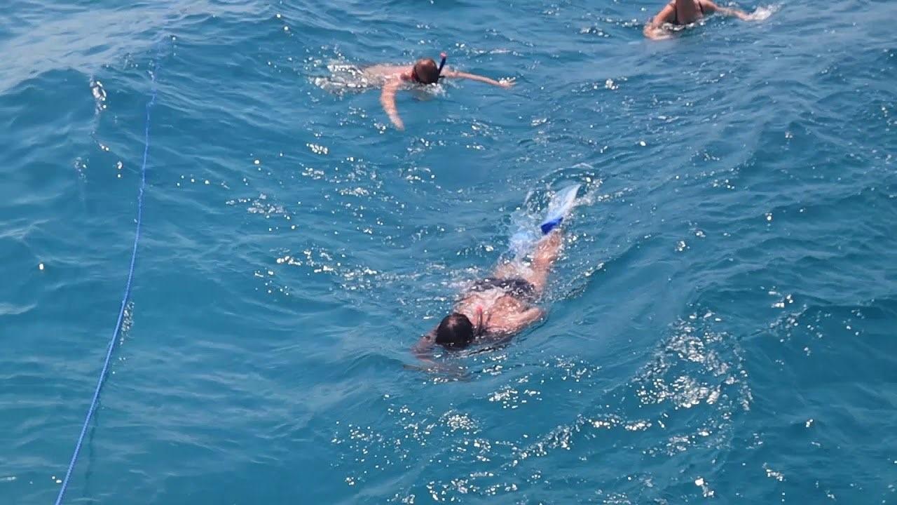 Нападение в море. Нападения акул в Египте Шарм-Эль-Шейх. Нападение акул 2010 в Шарм Эль.