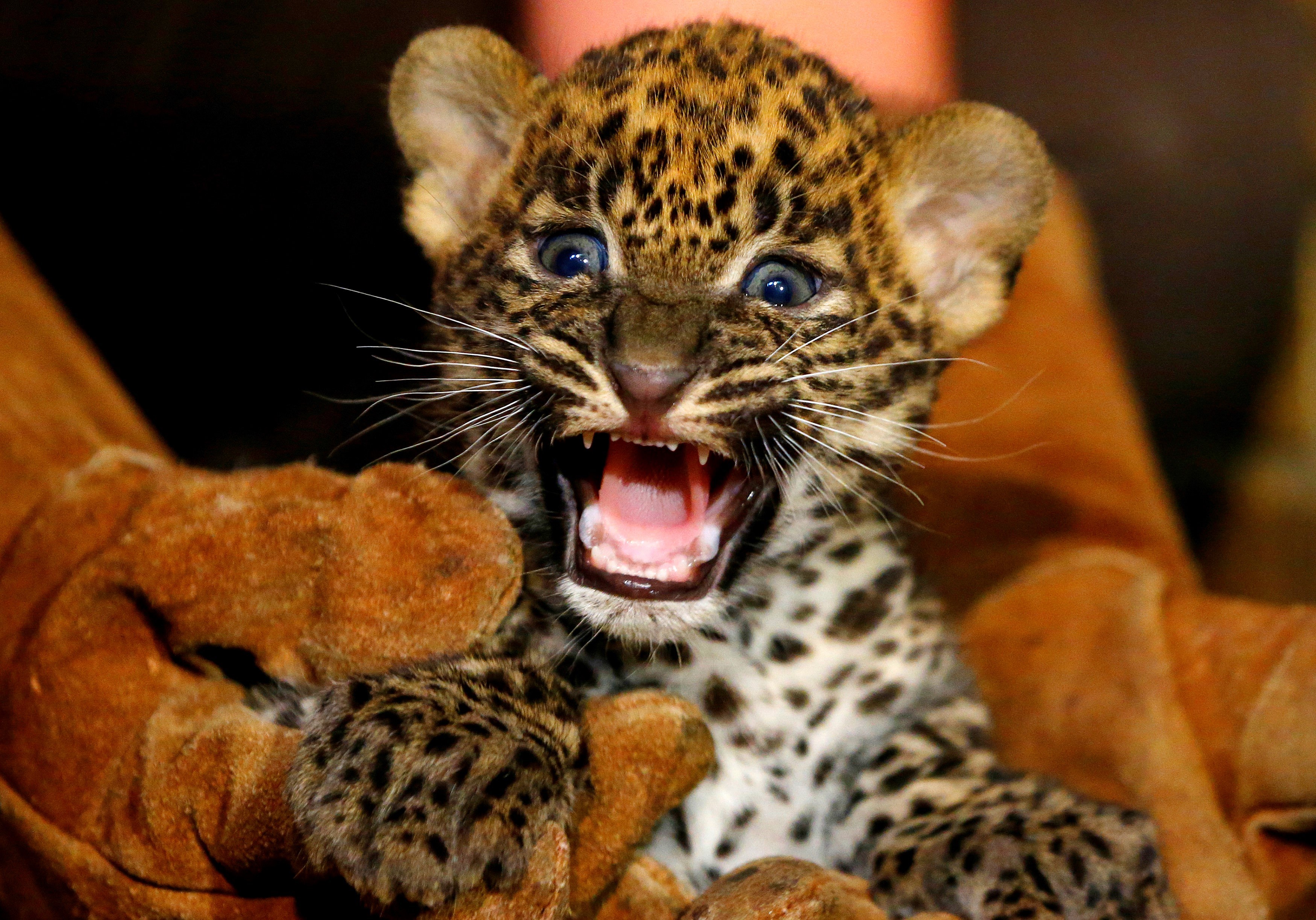 Common animal. Маленький леопарденок. Леопард милый. Детеныш леопарда. Милые леопарды.