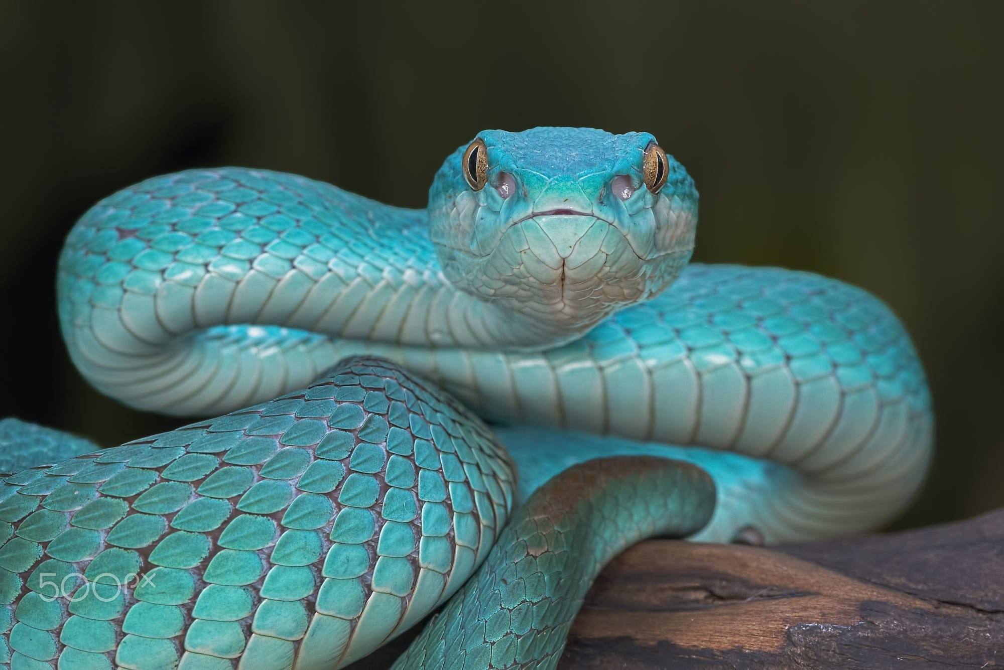 Про синюю змею. Голубая куфия змея. Голубая гадюка. Голубая куфия гадюка. Trimeresurus insularis змея.