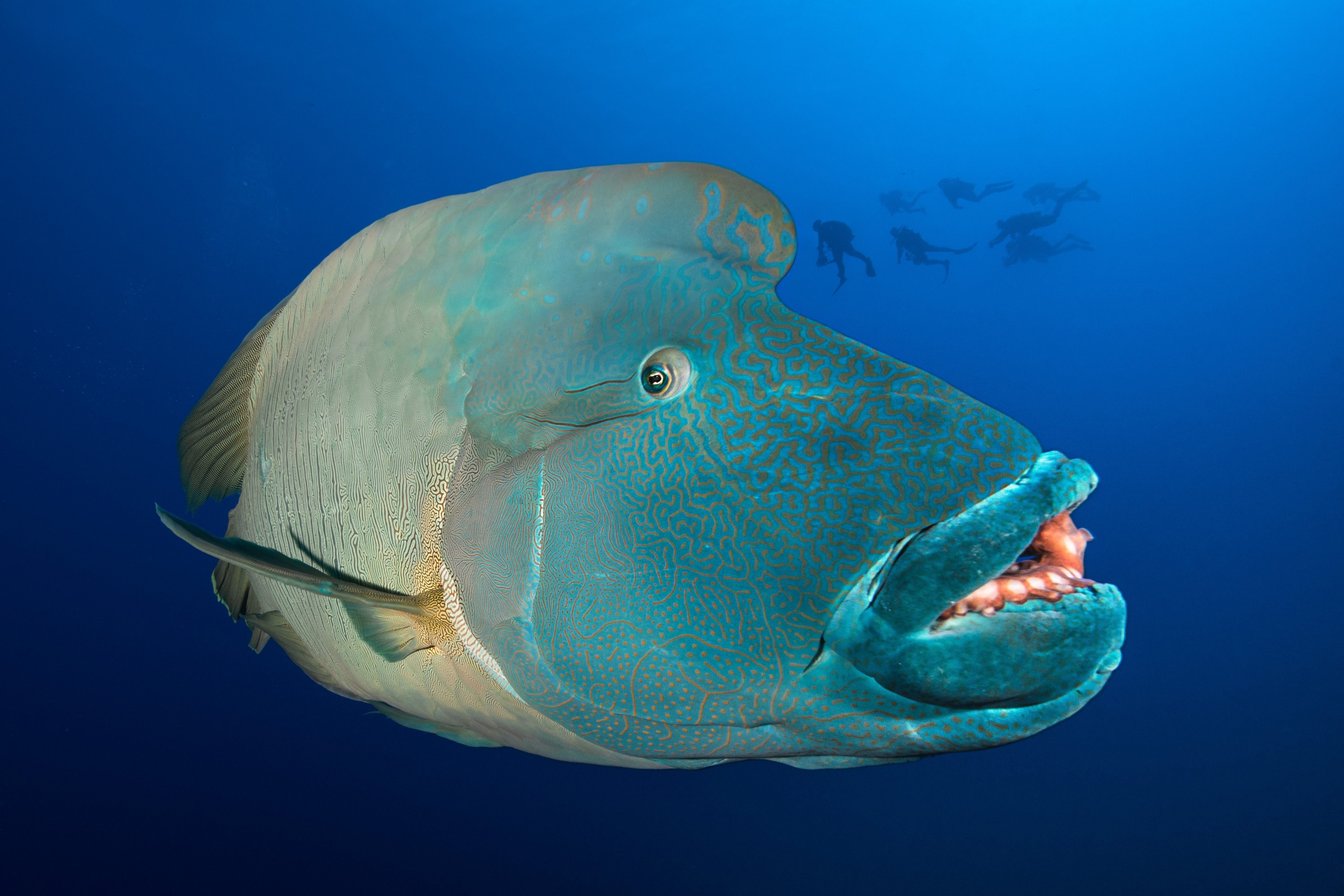 Как называется рыба с голубым мясом фото