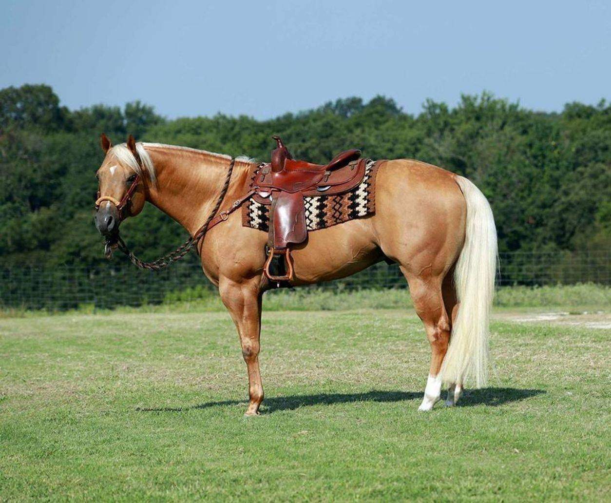 оседланная лошадь фото