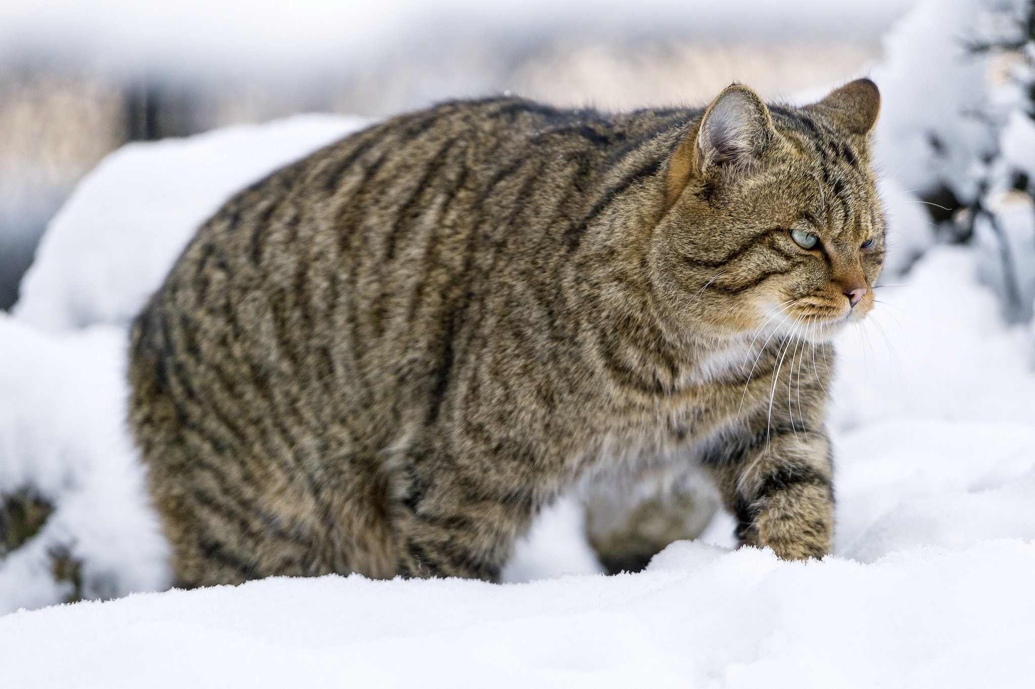 Европейская лесная кошка фото