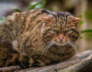 Европейская Лесная кошка