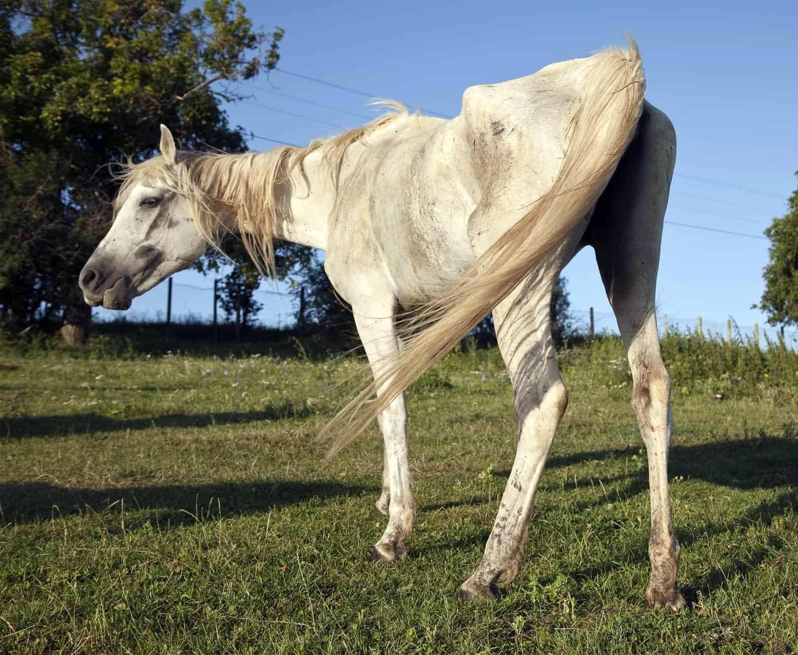 Самые страшные лошади в мире фото