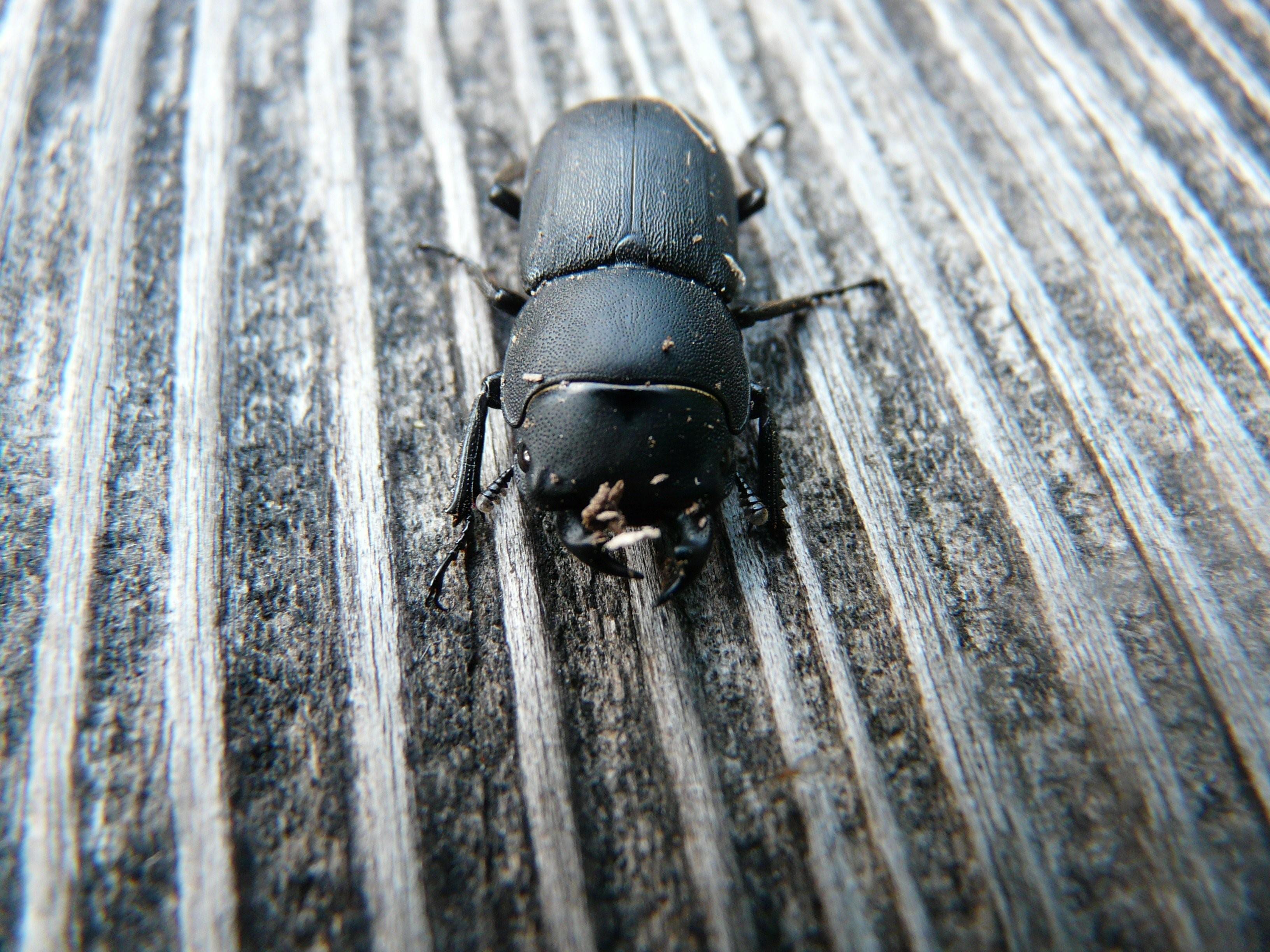 Большой черный жук на даче фото