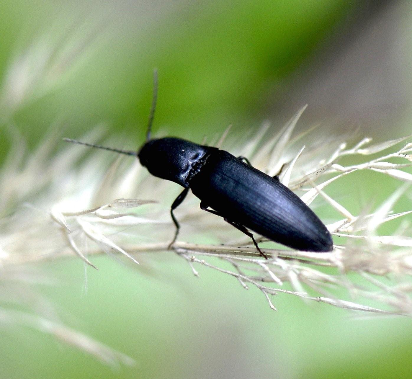 Снятся большие черные жуки