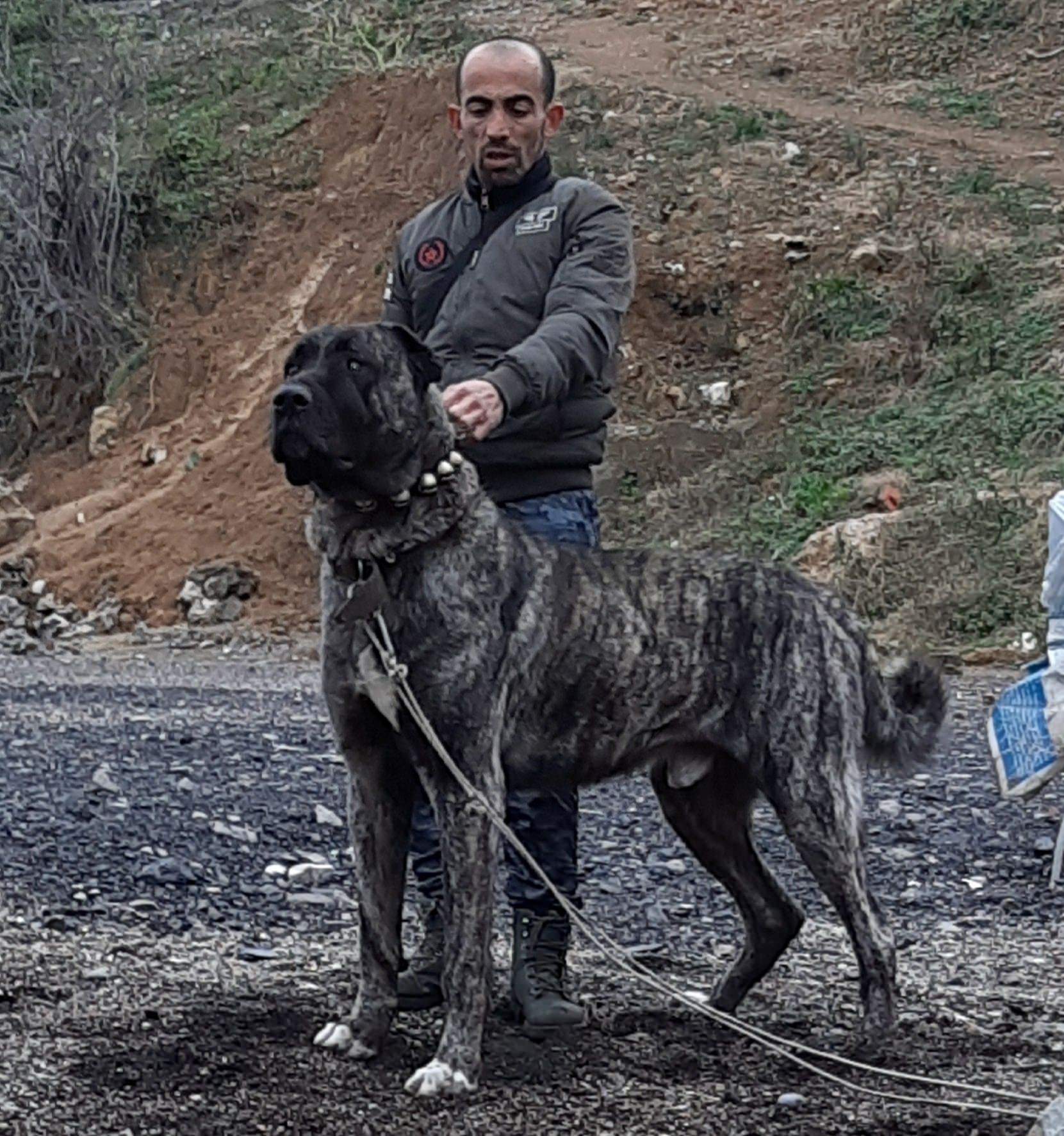 турецкая собака фото