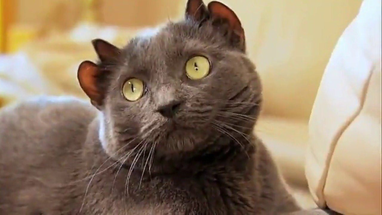 Кошка с четырьмя ушами порода фото