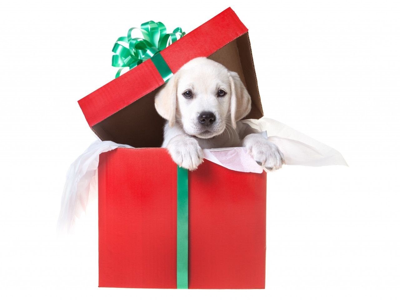 Подарок собака в коробке