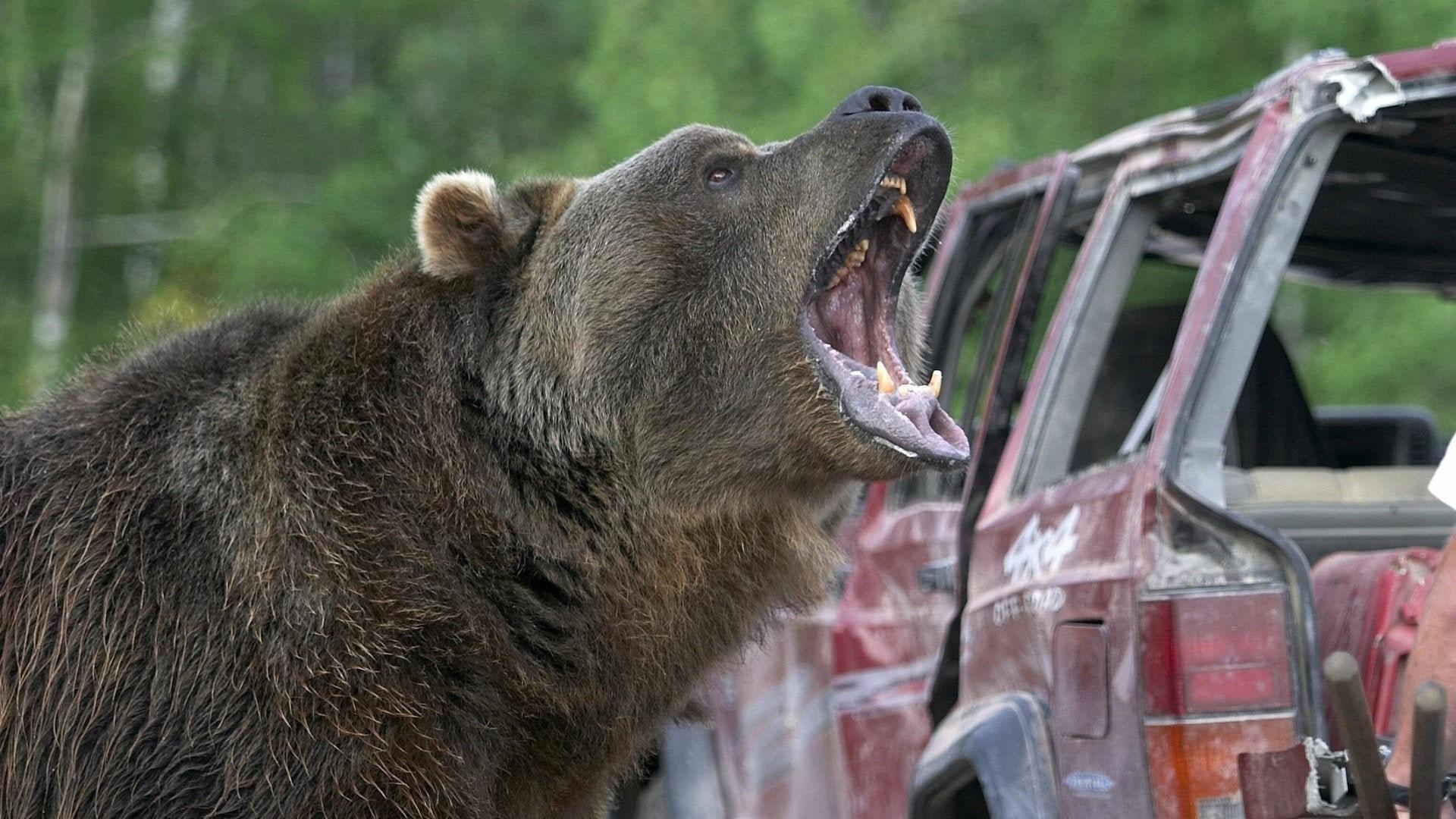 Агрессивный Медведь