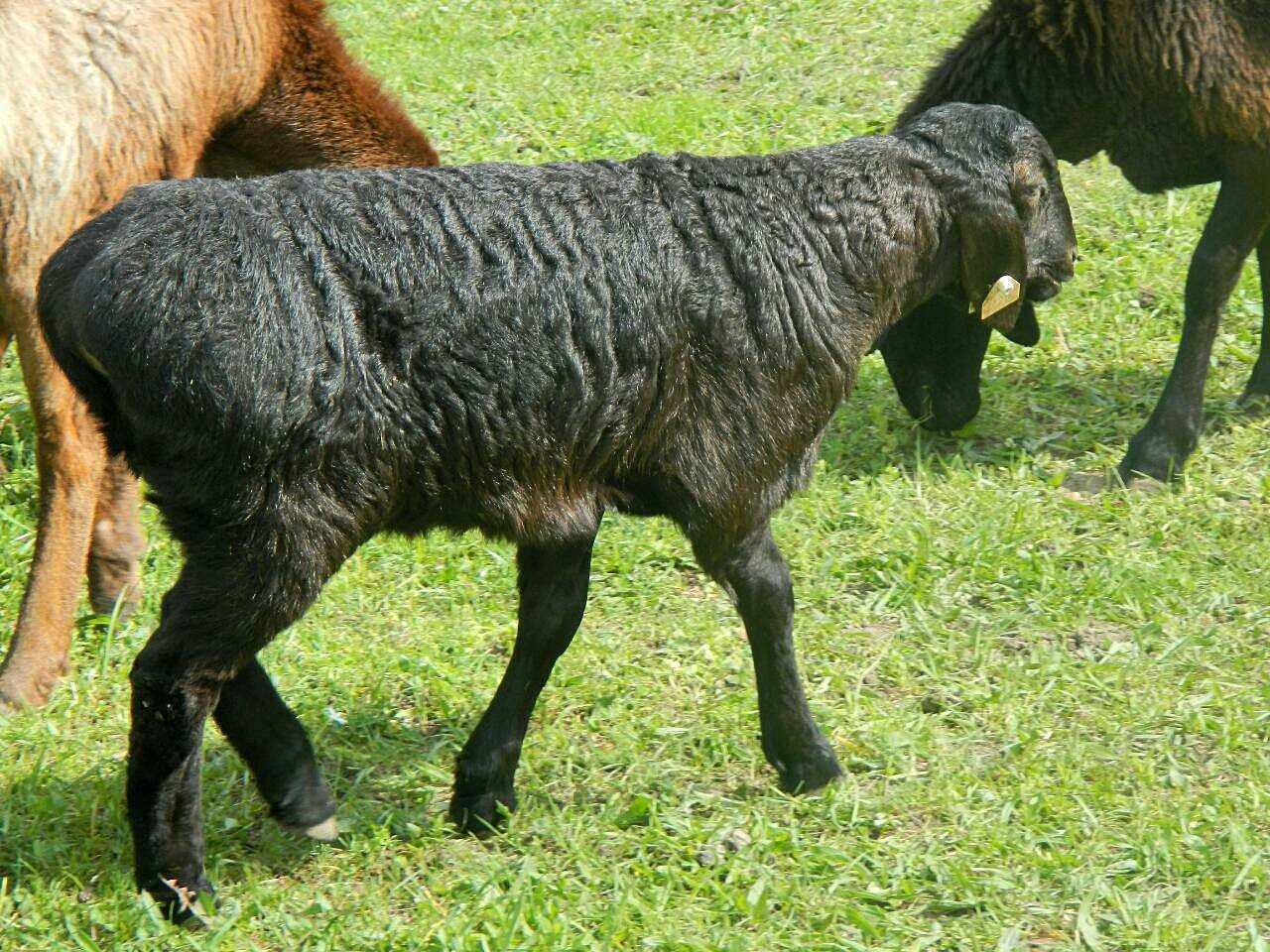 Гиссарская порода овец фото и описание