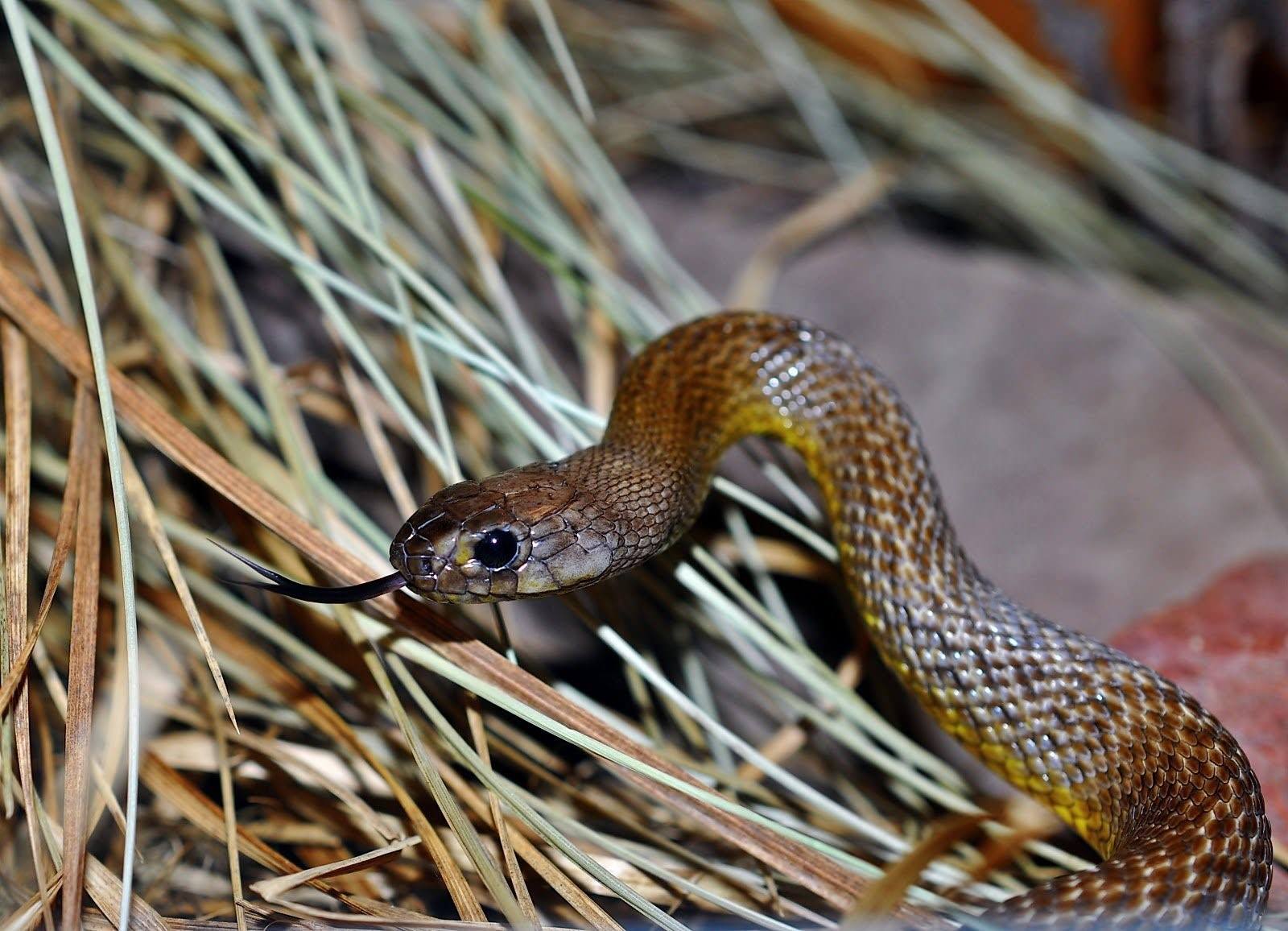 Самые ядовитые змеи фото. Тайпан (Oxyuranus scutellatus). Тайпан Маккоя змея. Ядовитая змея Тайпан. Тайпан змея Австралии.