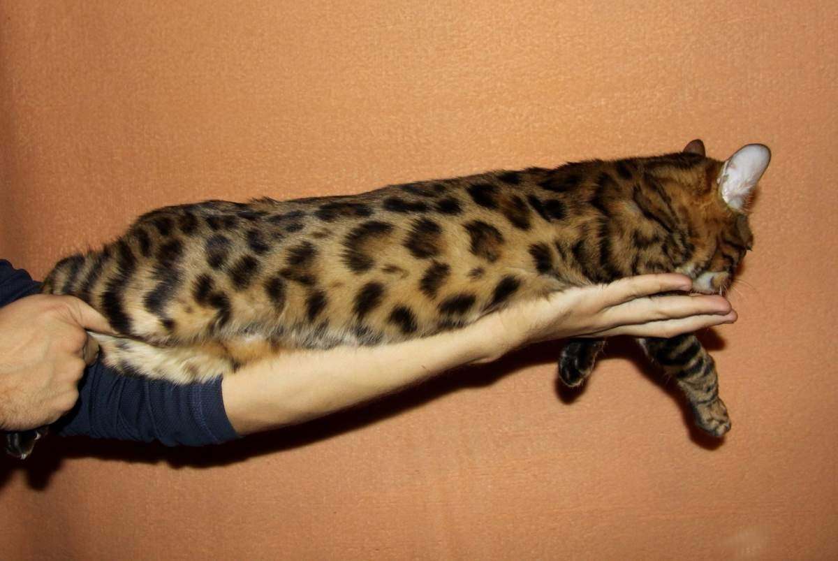 Самый Большой Бенгальский Кот