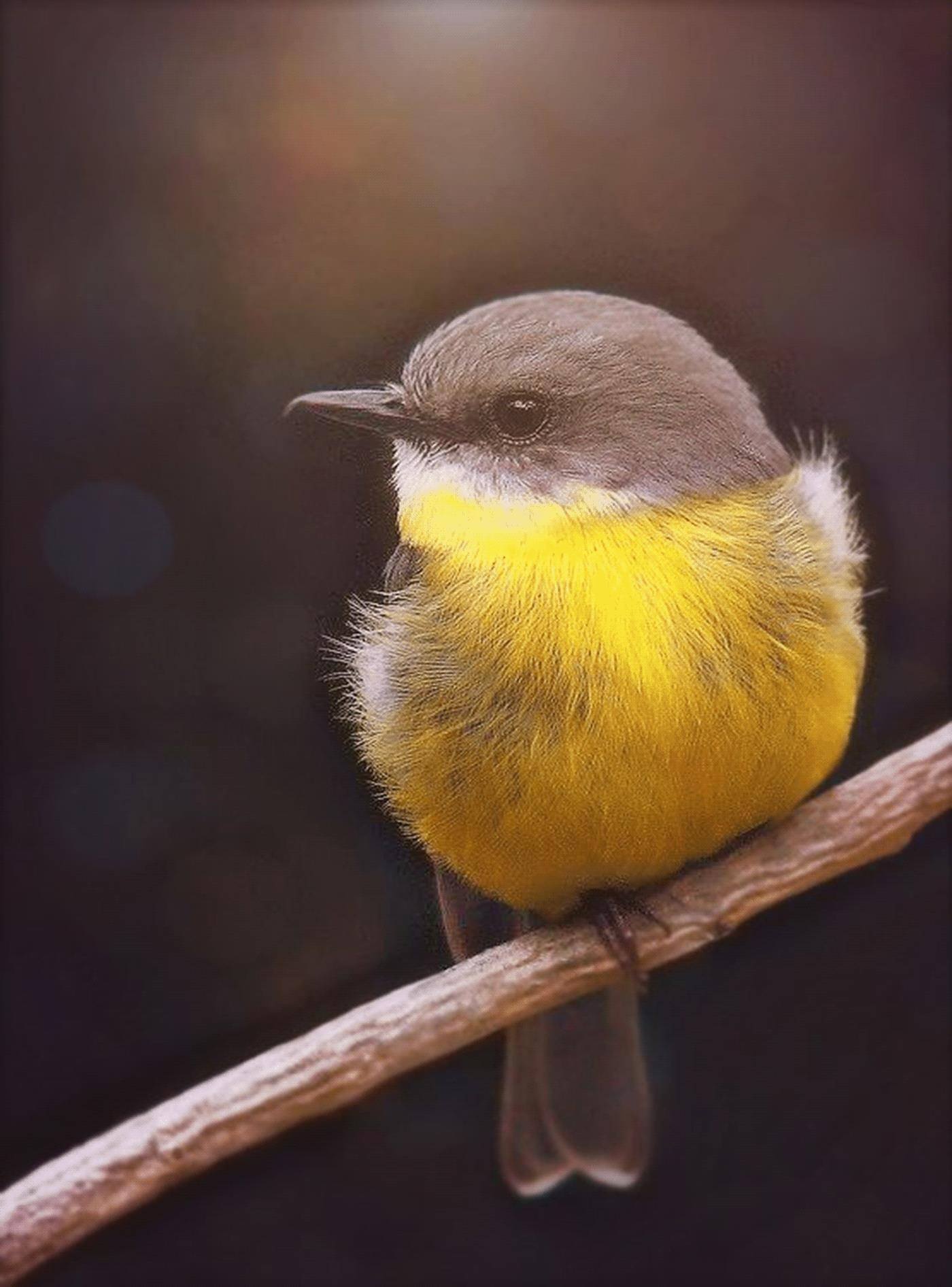 Птица с желтой грудкой фото