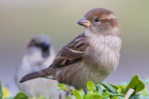 Птица меньше воробья